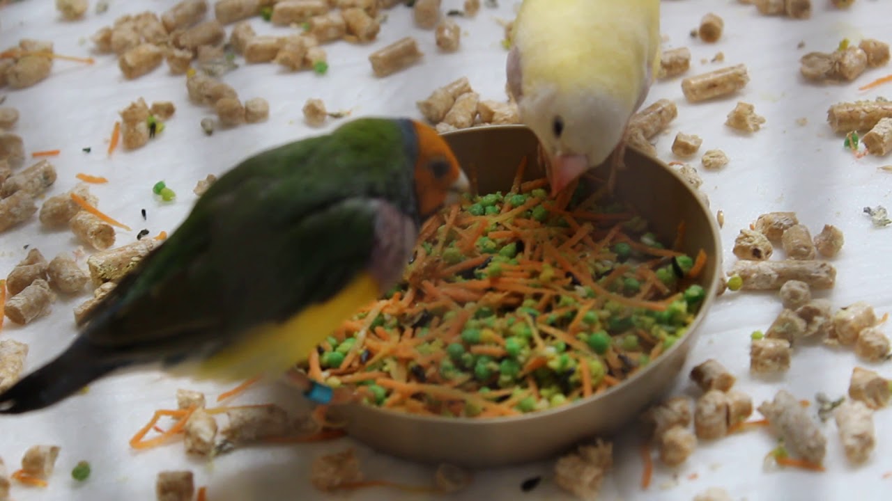 Дополнительное питание и витамины для амадинов