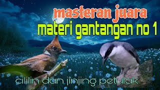 Masteran Burung Juara  Cililin Dan Jinjing Petulak 