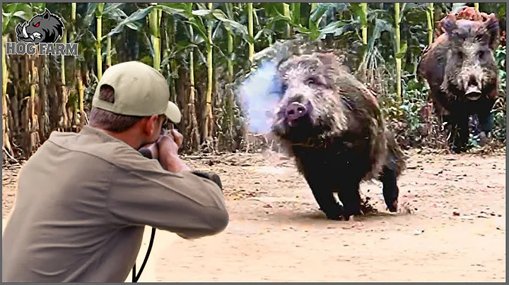 Top 100 - The Fierce Battle of American Hunters Against Wild Boars in the Vast Open Fields