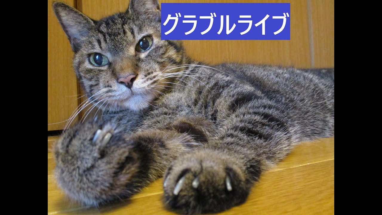 ＃グラブル　クエストリクエスト受け付けながらライブ　おすそ分け天元２戦、ルシゼロ２戦　ライブ：１３３９　０６月０２日　火曜日