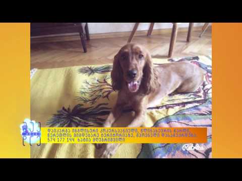 იძებნება ჩარლი | მპოვნელი დასაჩუქრდება