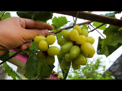 Video: PERATURAN LODI Dan Masalah Keberlanjutan Anggur