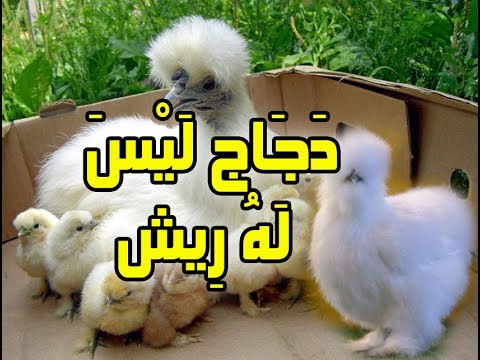 تربية الدجاج - دجاج ليس له ريش الدجاج الحريري الجميل  (silk chicken)