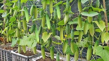 The simplest way to grow cucumbers, growing cucumbers vertically has fruit a lot