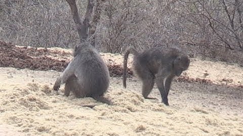Bad Day for a Baboon, 2018