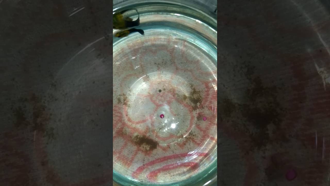 How to keep molly fish in fish bowl YouTube