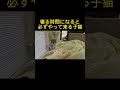 【激カワ】寝る時間になると必ずベッドにやって来る子猫……