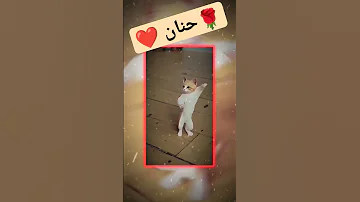 حنان طلب خاص حنان Cat Shorts Short Baby ترند New 