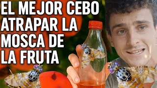 El MEJOR CEBO NATURAL para ATRAPAR a la MOSCA de la FRUTA.