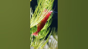 cận cảnh tép cảnh  đẻ ở  bể thuỷ sinh trong nhà....