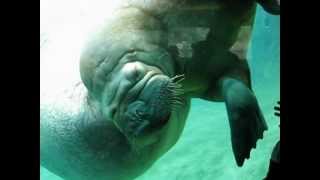 Walrus Love 1