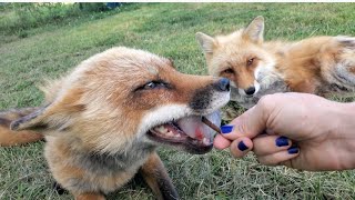 Chilling foxes on a hot day