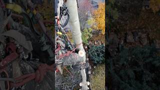 Пилим огромный тополь #arboristlife #stihlrussia #treesurgeon #treeclimbing