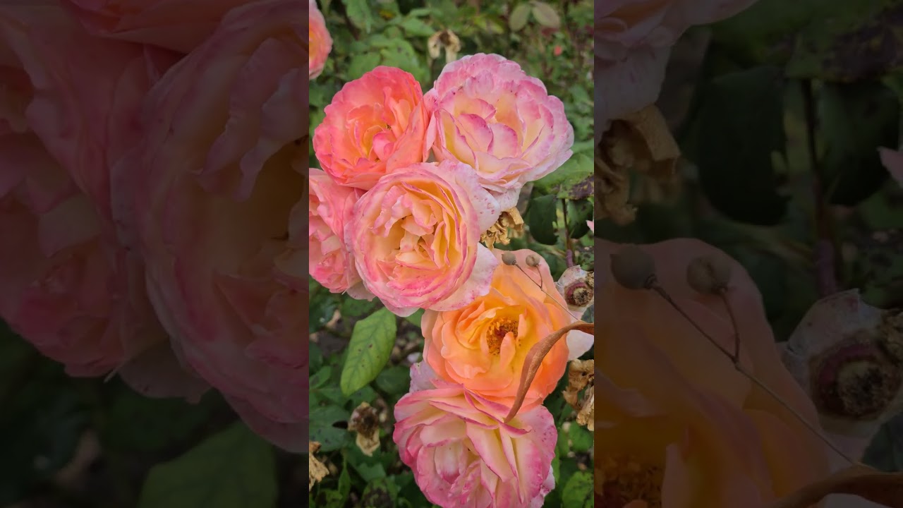 beautiful roses 
