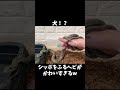 犬!?シッポをふるヘビがかわいすぎるw