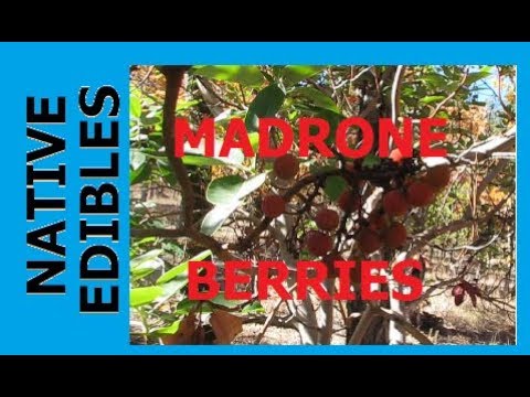Video: Mengapa pohon madrone menumpahkan kulitnya?