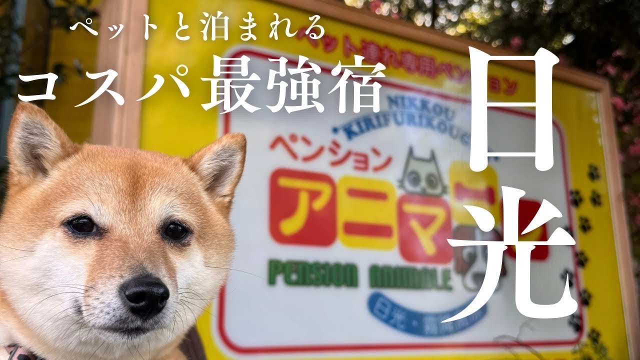 1泊2食付き１万円以下！？アニマーレ日光がコスパ最強宿だった【豆柴】