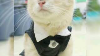 Foto Foto Kucing Lucu & Imut