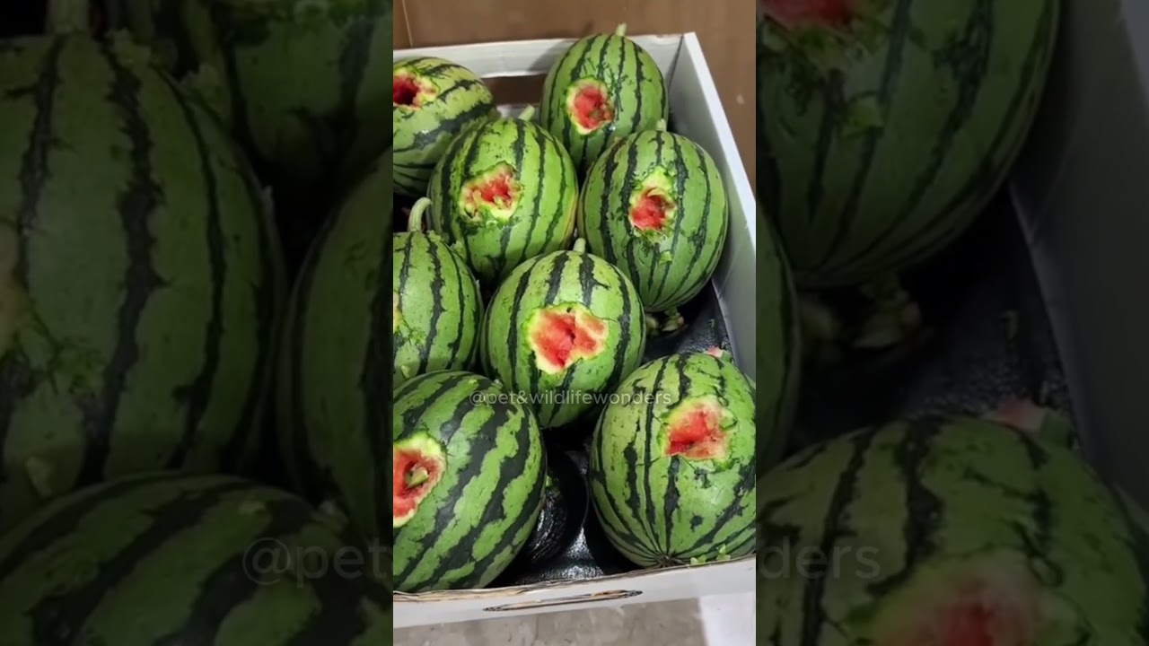 Funniest Animal Moments Caught on Camera | Try Not to Laugh Challenge 2025 🐶🐱