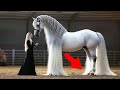 أجمل 25 حصان في العالم سحر وجمال لا ي صدق 