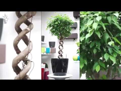 Vídeo: Como A Ficus Floresce (7 Fotos): A Floração Da Ficus De Benjamin Em Casa, Traços Da Floração Da Ficus Diversifolia