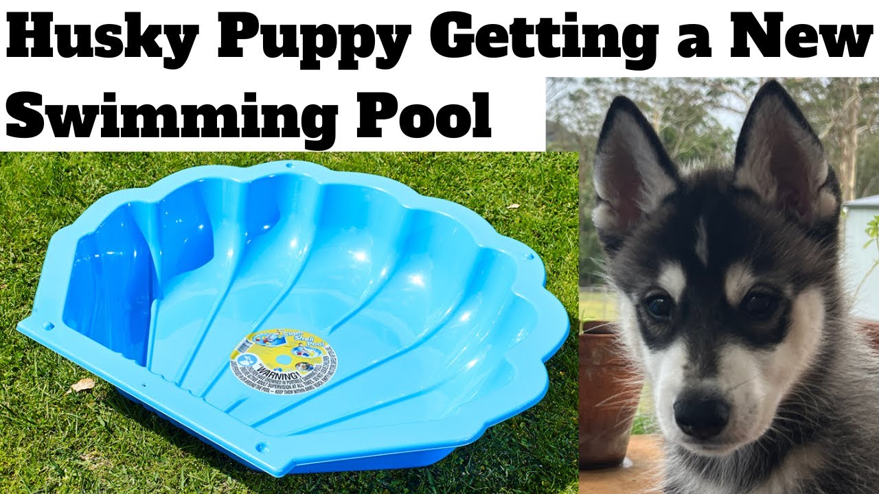 Husky Puppy Getting a New Swimming Pool - Bunnings $12.50 Kids / Pet ...