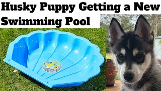 Husky Puppy Getting a New Swimming Pool - Bunnings $12.50 Kids / Pet Pool - Bunnings Clam Shell Pool