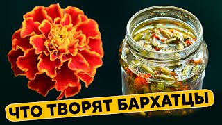 Что Творят Бархатцы С Телом? 90% Людей Даже Не Подозревают Об Этом...