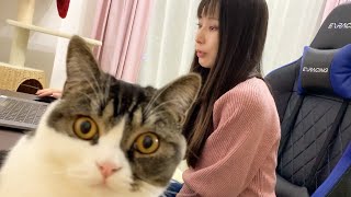 息子猫「これからママを邪魔します！」
