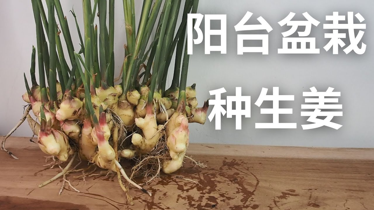 阳台盆栽种生姜,长出“一桶姜山”!