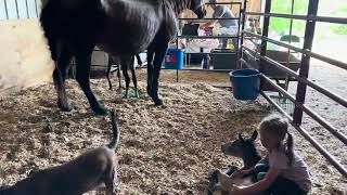 Twin Foals Fun Day Come Check Out A Short Update