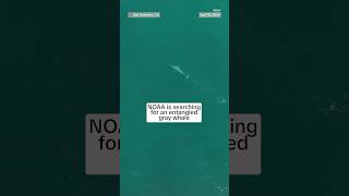 Rescuers search for an entangled gray whale