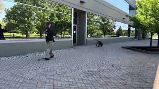 K9 Snap Tracking Hard Surface. Handler Learning To Back Up