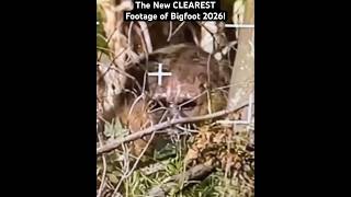 New CLEAR Footage of Bigfoot’s Face! #shorts #bigfoot