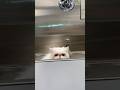 Persians get eye gunk build up. Their eyes must be cleaned daily. #pawzandall #catgrooming #cats