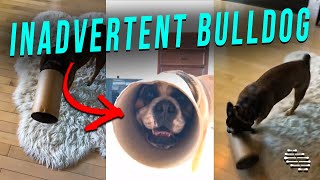 Bulldog Inadvertently Got His Head Stuck Inside a Paper Tube