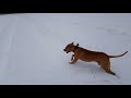 Zeitlupe, Hund, spielen, american staffordshire terrier, Amstaff, Staffi, Slomo