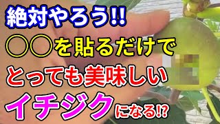 【イチジク 】必須作業！樹上完熟を目指すために絶対して欲しい事！ドーフィンを例に紹介