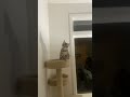 Cat Meowing