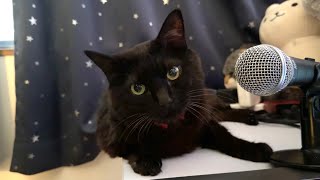 Echo Cat reporting the formation of Typhoons No. 13 and No. 15.