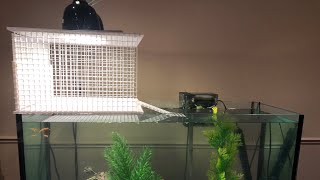 The BEST D.I.Y Turtle Basking Dock ($20!)