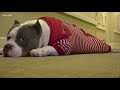 Therapy dogs comfort nursing home residents for Christmas Eve Therapy dogs comfort nursing home residents for Christmas Eve