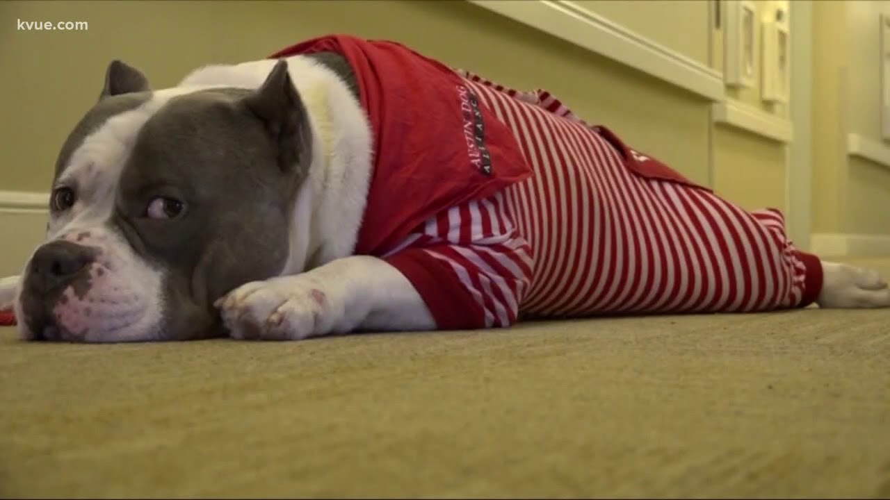 Therapy dogs comfort nursing home residents for Christmas Eve YouTube