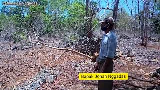 peninggalan Leluhur ‼️ Nusak Rote