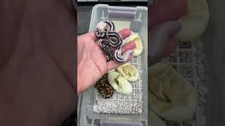 Pastel Yellowbelly GCR Axanthic Pied!