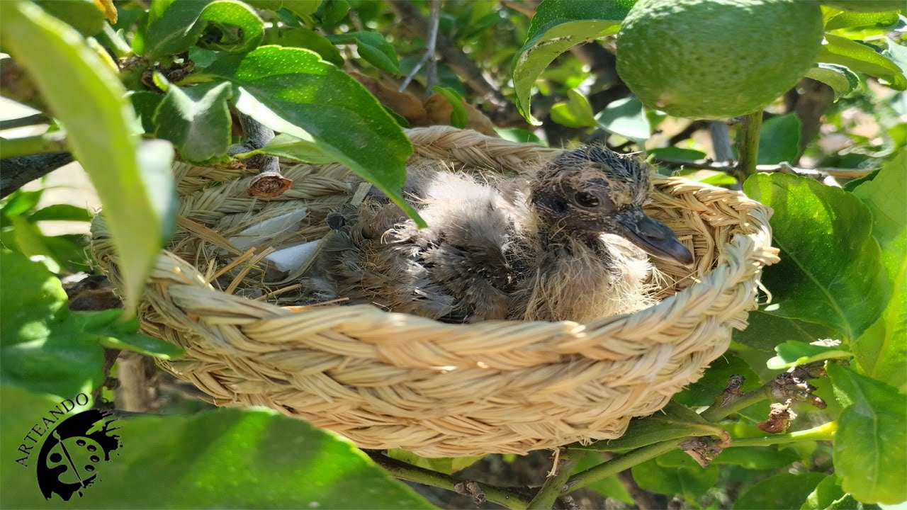 Como hacer un nido muy sencillo con esparto.