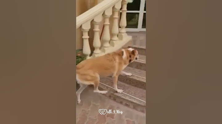 Walk n Wag | Zooming into the weekend be like… Happy Friday Furiends😍 #zoomies #dogs