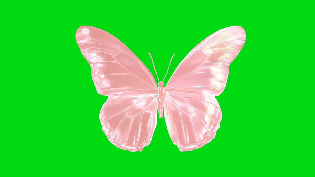 Анимация бабочки на зеленом фоне. Без авторских прав.