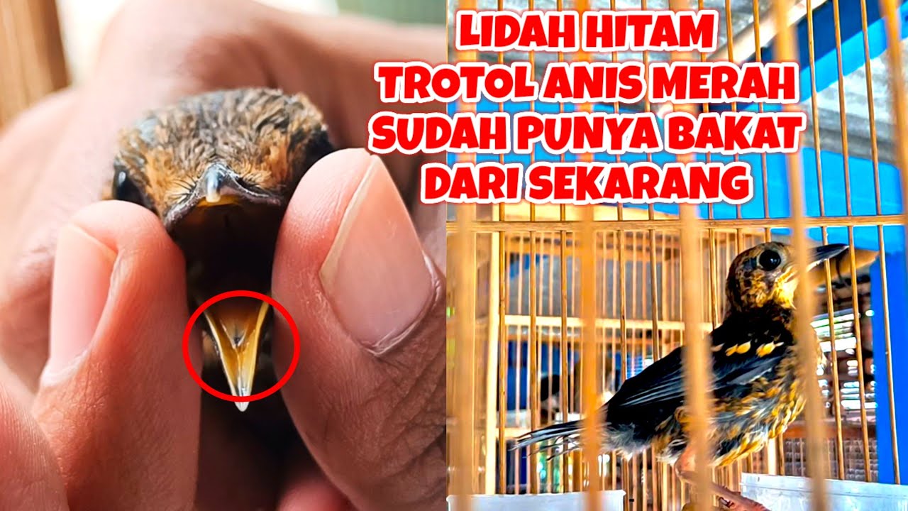 TROTOL ANIS MERAH SPESIAL EDITION LIDAH HITAM BODY SUDAH MAU FOKUS BIKIN GAGAL PAHAM