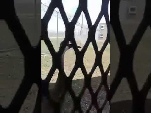 Prison Bird Not Scared Of Big A Knife Fyp Crane Trending